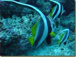 Schooling Banner FIsh
