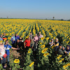 Bunga Matahari Di Lopburi - Sha: KISAH SEKUNTUM BUNGA MATAHARI / Bukan amsterdam atau lopburi, tapi ladang bunga matahari cantik ni hanya di perak je!