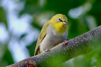 Indian White-eye