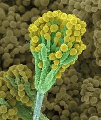 Penicillium notatum