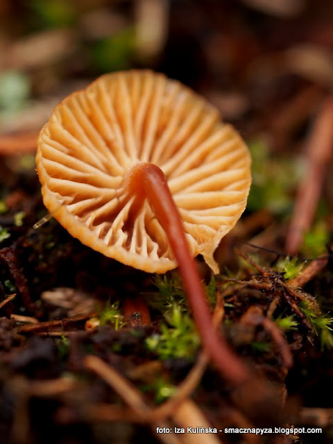 pepowniczka dzwonkowata, xeromphalina campanella, grzyby gatunkami, atlas grzybow, jaki to grzyb, grzybobranie, grzyb, grzybek, rozpoznawanie grzybow, poznajemy grzyby, mykologia, fungi