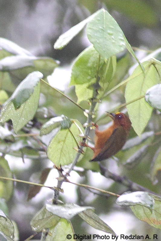 Rufous Piculet