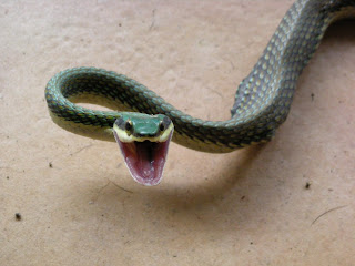 green headed tree snake, Leptophis mexicanus, Honduras