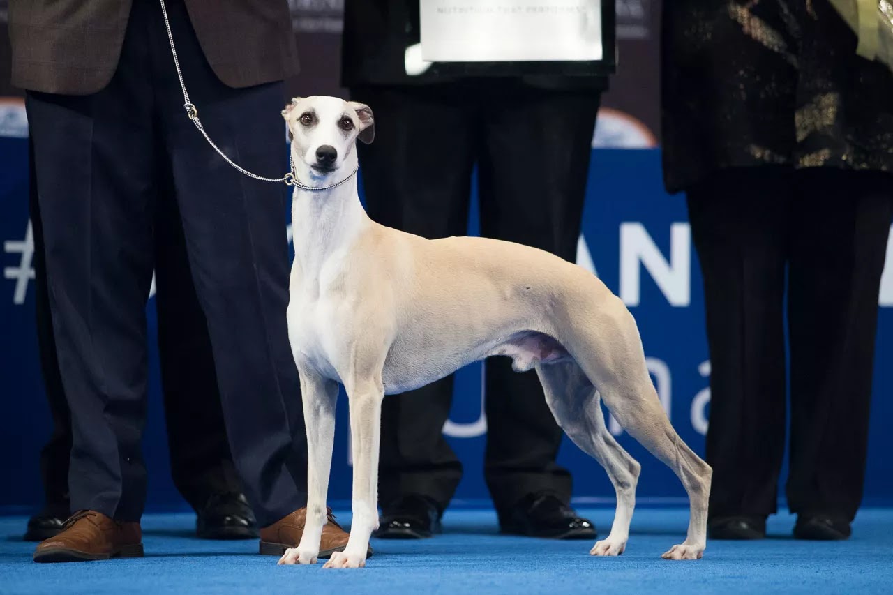 NDS 2018 Best in Show Winner: Whiskey the Whippet