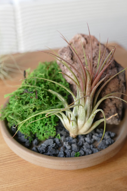 buy airplant kits,natural stone pots uk,bonsai accent pot etsy,uk air plant kit shop,potpal etsy,potpal shop,potpal review,potpal Clive,