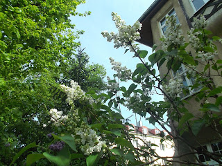 Flores blancas en la ciudad de Torun Polonia