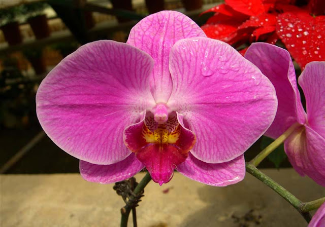 Phalaenopsis Flowers Pictures