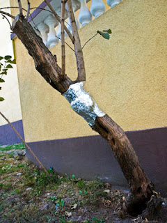 Stari jorgovan s air-layerom po sredini stabla - srpanj 2012
