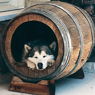 Dog in a Barrel 