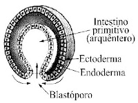 Analise A Figura A Seguir Que Representa A Gástrula Uma Estrutura
Embrionária