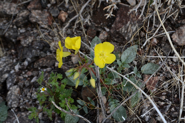 bright bits of yellow