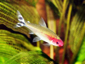 red nose tetra