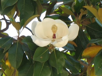 magnolia tree flower. southern magnolia tree flower.