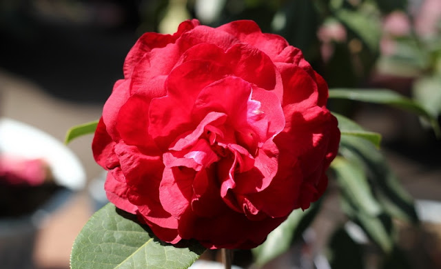 Camellia Flowers Pictures