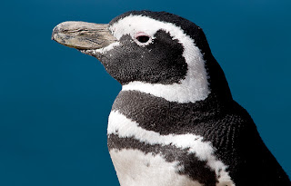 pingüino en caleta valdés