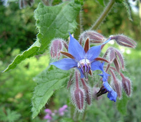 flor de borraja, azul