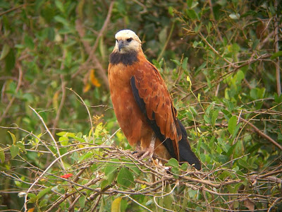 Aguilucho pampa Busarellus nigricollis