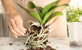 how to care for orchids