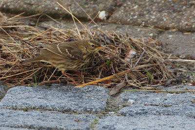 Strânpiper - Oeverpieper - Anthus petrosus