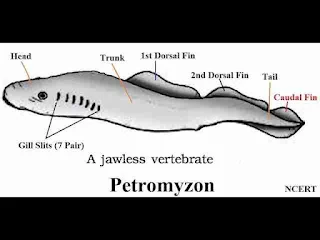 Petromyzon