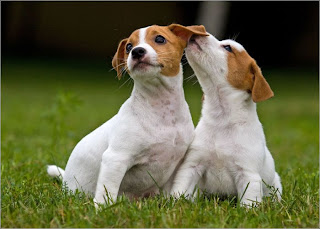 Jack Russell Terrier Puppy Pictures