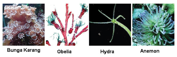 Kelompok Hewan  Invertebrata  dan Vertebrata