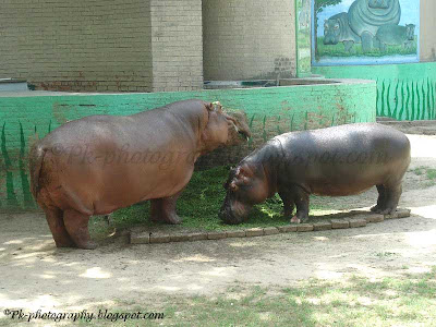 Hippopotamus Picture