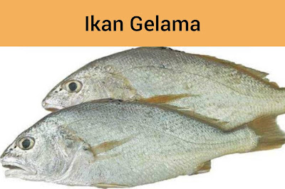 Ikan Gelama