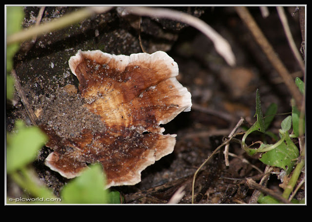 Mushrooms and fungi photo