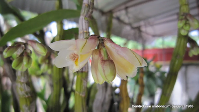 Grow and care Dendrobium umbonatum Seidenf. 1985 orchid