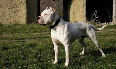 big dogo argentino - guarding dog