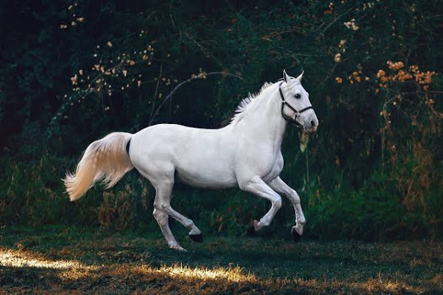 The top 15 most expensive horse breeds in the world.