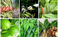 Inspirasi 32+ Resep Obat Tradisional