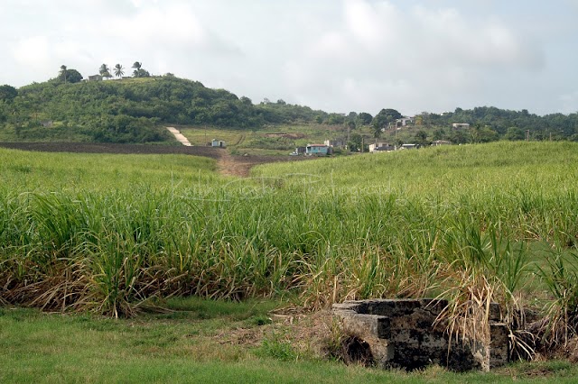 The Dry Well