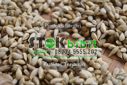 Cempedak                                       buah cempedak untuk ibu hamil muda
