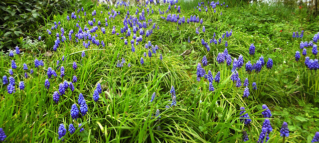 Garden Grape Hyacinth Muscari armeniacum. March.  Indre et Loire, France. Photographed by Susan Walter. Tour the Loire Valley with a classic car and a private guide. 