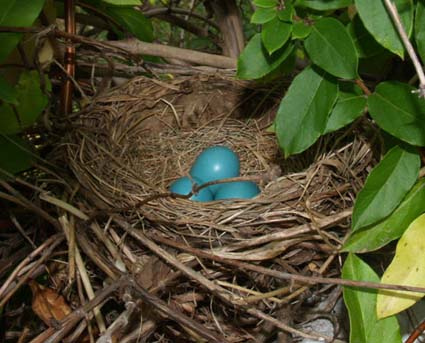 Robin Birds Nest