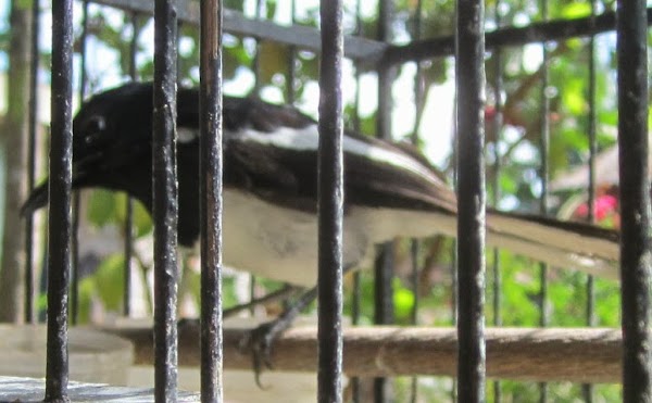 MENGAPA BURUNG KACER MBAGONG / PENYEBAB KACER MBAGONG (MACET BUNYI) MENGAPA BURUNG KACER MBAGONG / PENYEBAB KACER MBAGONG (MACET BUNYI)