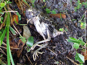 Dead Baby Mockingbird RIP