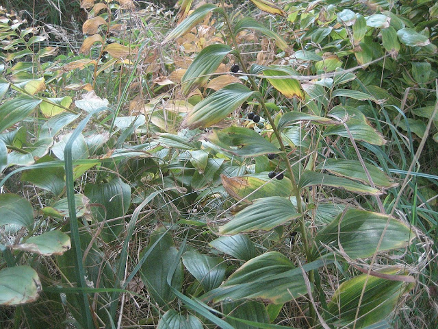 Polygonatum biflorum