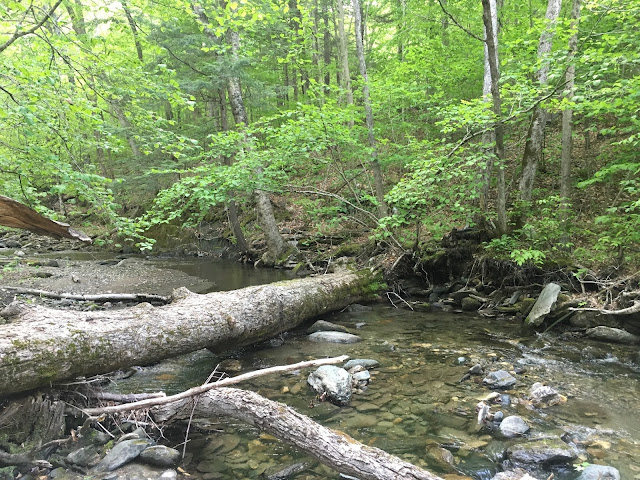 Fly fishing for wild trout in the Berkshires of Western MA