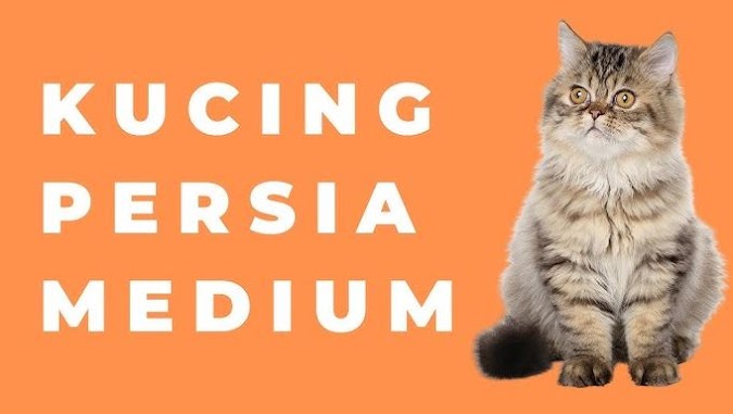  Ciri-ciri kucing Persia medium termasuk jenis, nilai harga, dan metode perawatannya