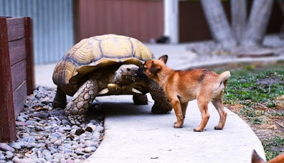 A Lonely Giant Turtle gets Befriended by Abandoned Puppies