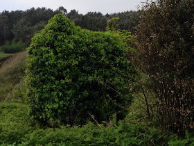 By E.V.Pita (2014), St James' Way from Santiago to Finisterre Cape / Por E.V.Pita (2014),Camino de Santiago hasta el cabo Fisterra