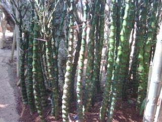 Sentra Tanaman Hias Graha Raya Bintaro: Pohon Bambu Nagin