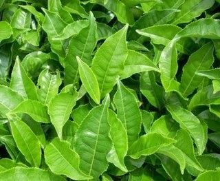 Manfaat daun Teh  untuk obat tradisional Tanaman 