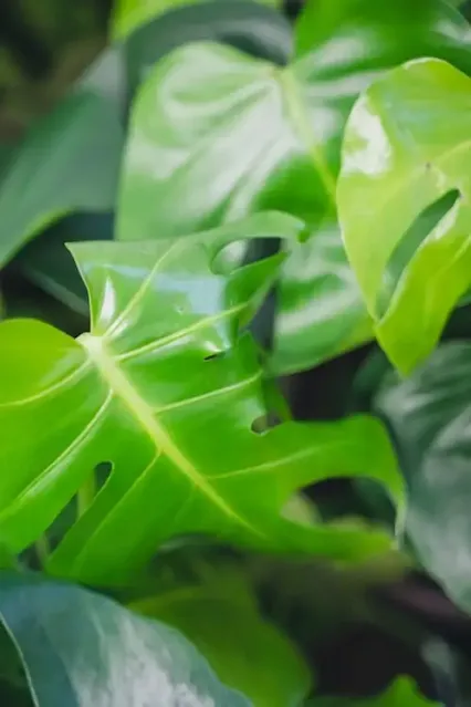 Variegated Monstera Deliciosa