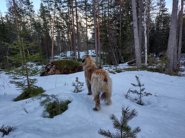 finsk lapphund leonberger