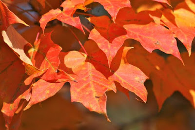 early Autumn colors