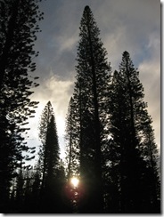 lanai 2011 619